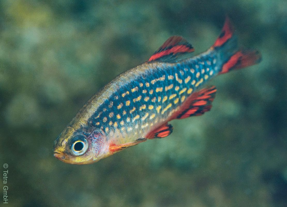 Celestial pearl danio (Danio margaritatus) Tetra Advanced Fishkeeper Blog