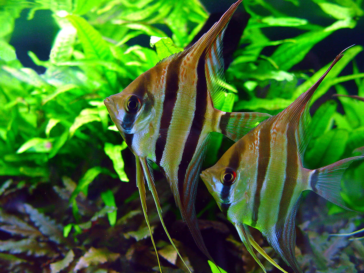 Angelfish Pterophyllum scalare Tetra Fishkeeper Blog