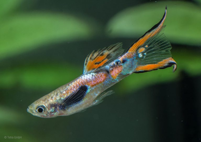 Endler guppies (Poecilia wingei) | Tetra Fishkeeper Blog