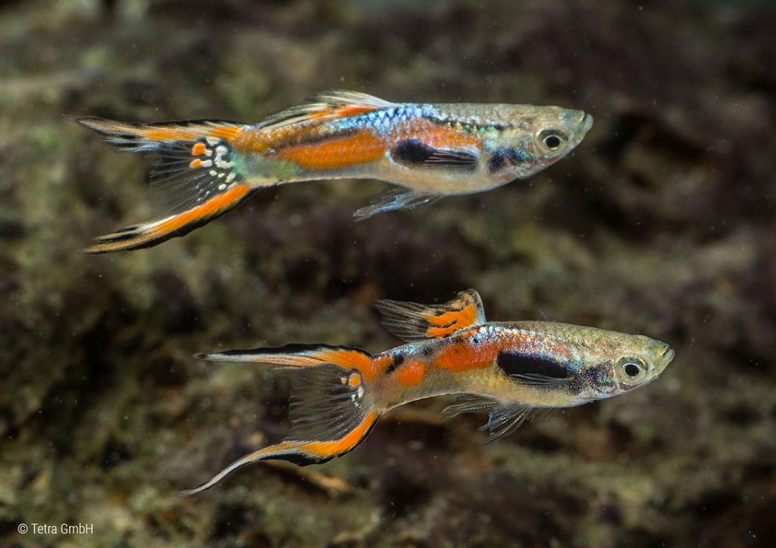 Endler guppies (Poecilia wingei) Tetra Advanced Fishkeeper Blog