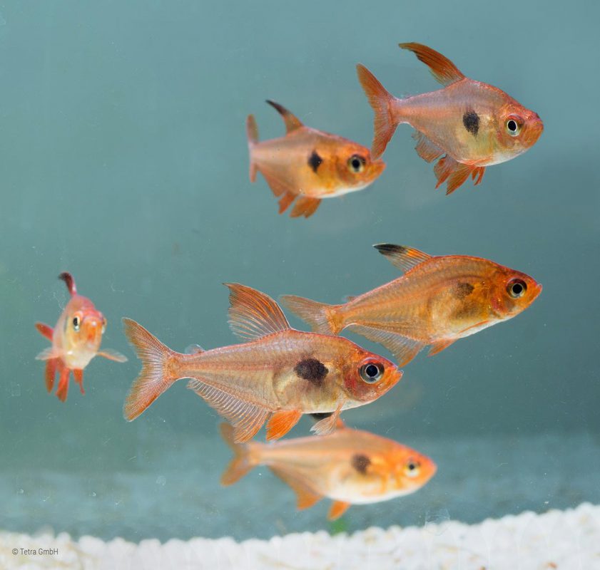 Red phantom tetras (Hyphessobrycon sweglesi) | Tetra Fishkeeper Blog