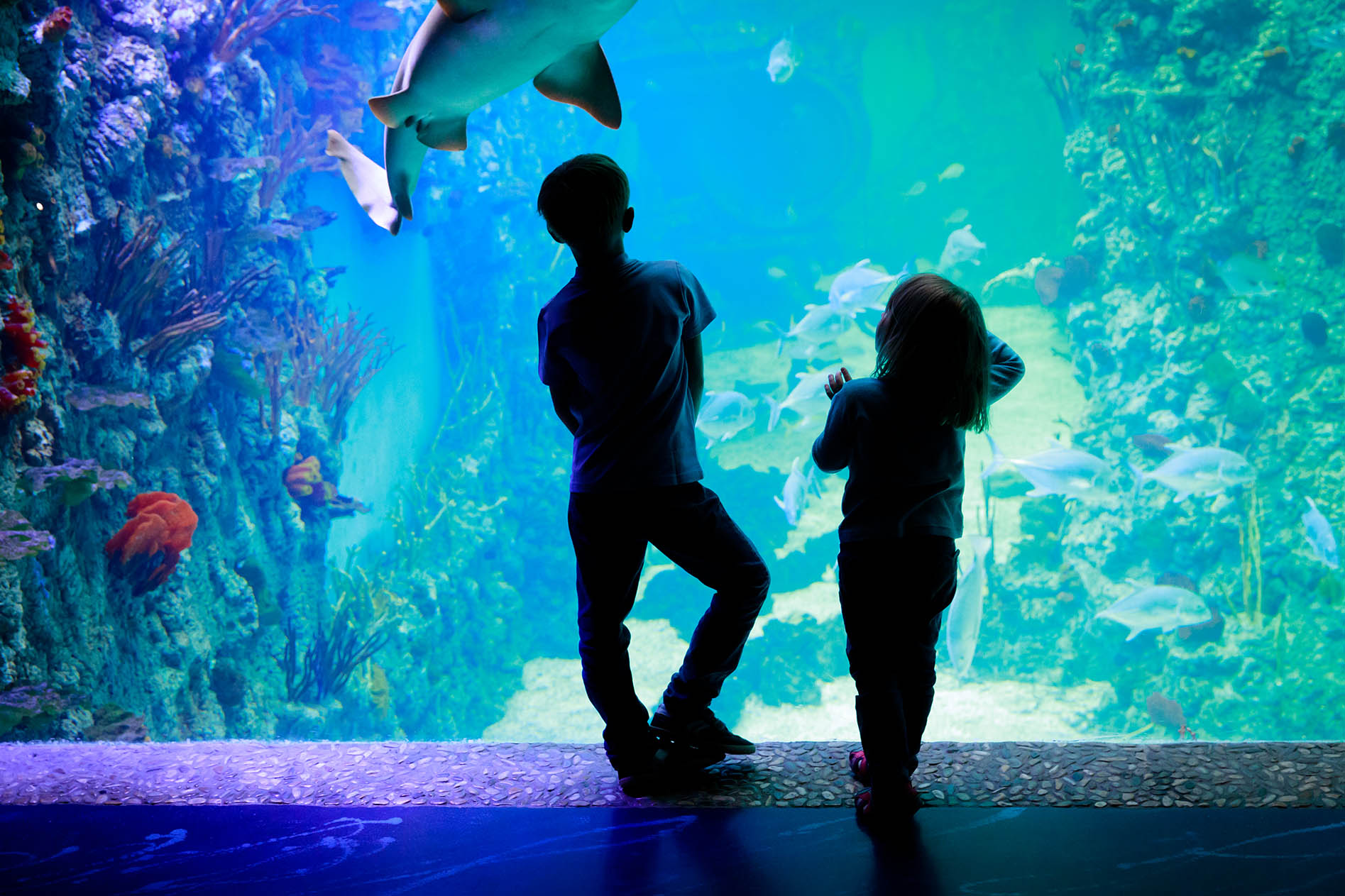 Наблюдать за рыбками. Аквариум для детей. Дети в аквариуме на вечеринке. Вид со спины ребенок аквариум. Картинка человека изучающего аквариум.