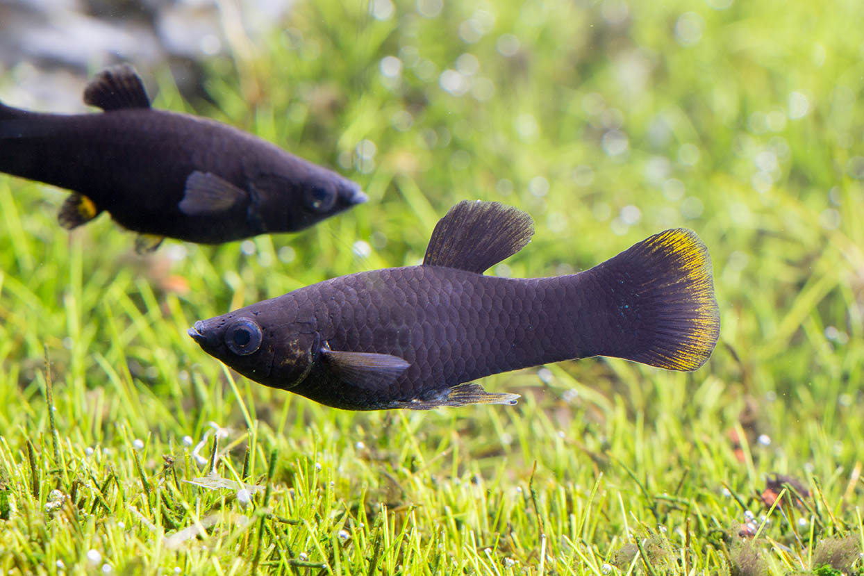 Pair of Black mollies (Poecilia sphenops) 