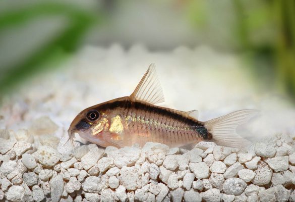 Skunk corydoras (Corydoras arcuatus) | Tetra Advanced Fishkeeper Blog