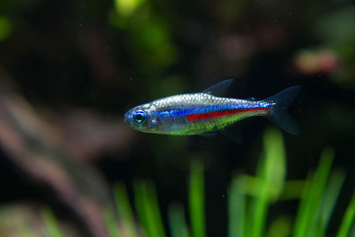 Green neon tetra (Paracheirodon simulans)