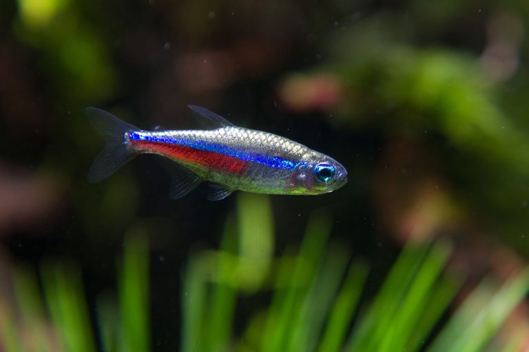 Best Food For Neon Tetra Feeding And Diet Guide