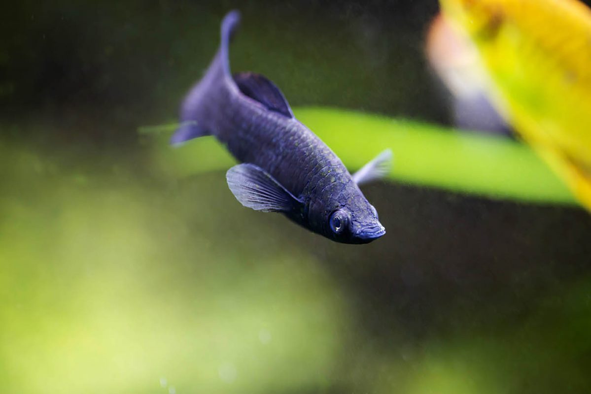 Black Molly Poecilia Sphenops Tetra Advanced Fishkeeper Blog