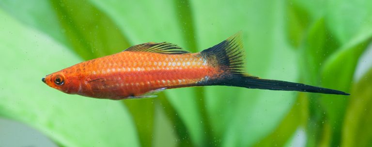 Swordtail (xiphophorus Helleri) 