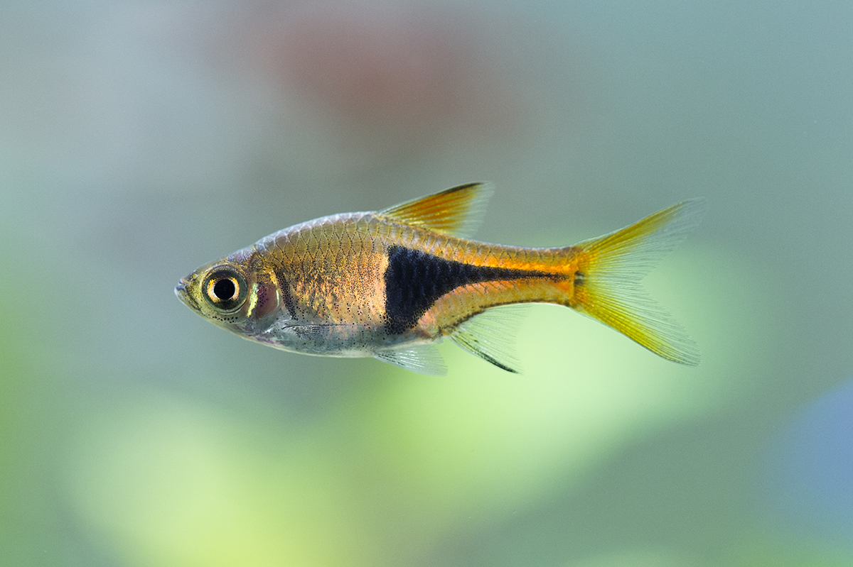 harlequin rasbora tropical fish