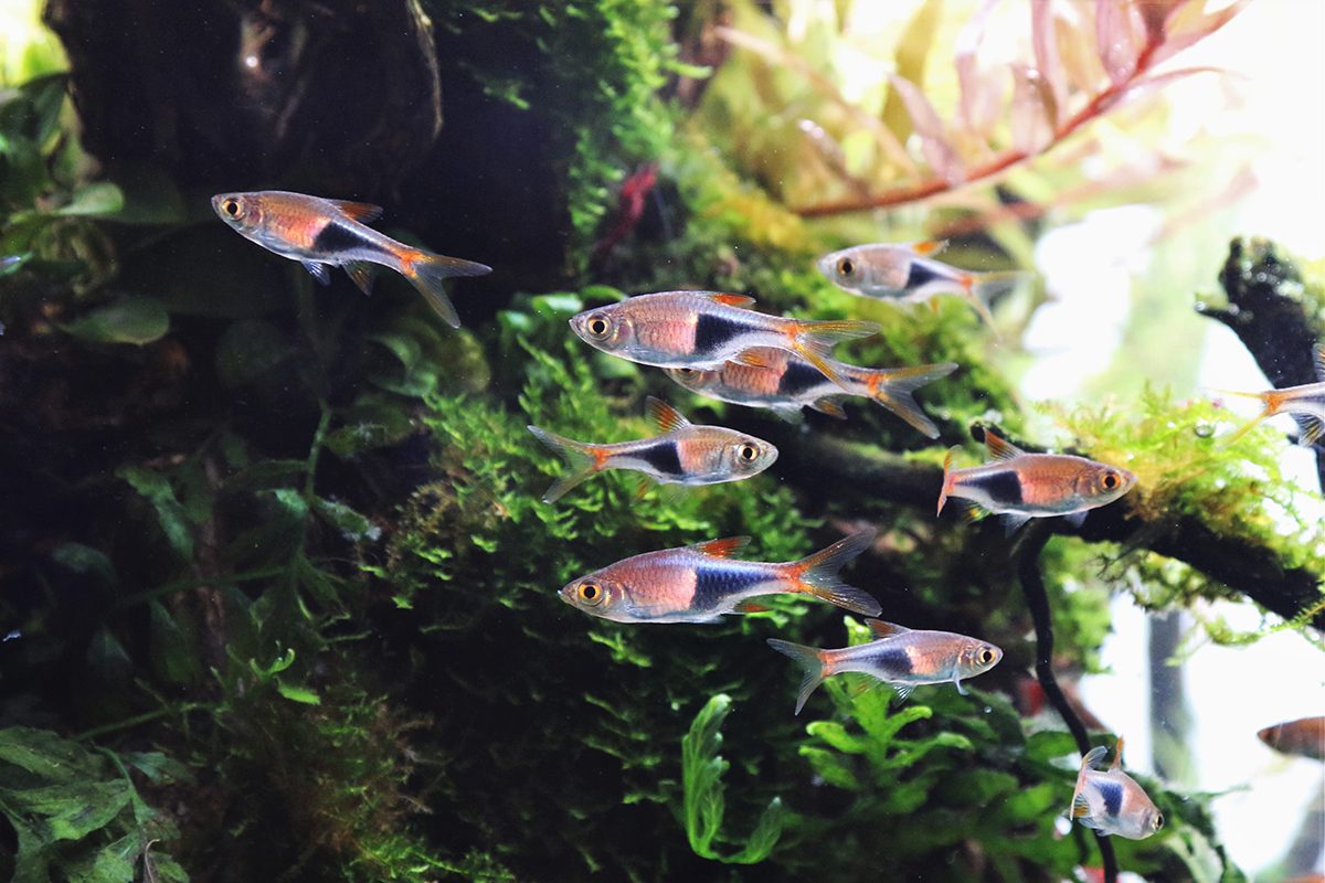 harlequin rasbora tropical fish