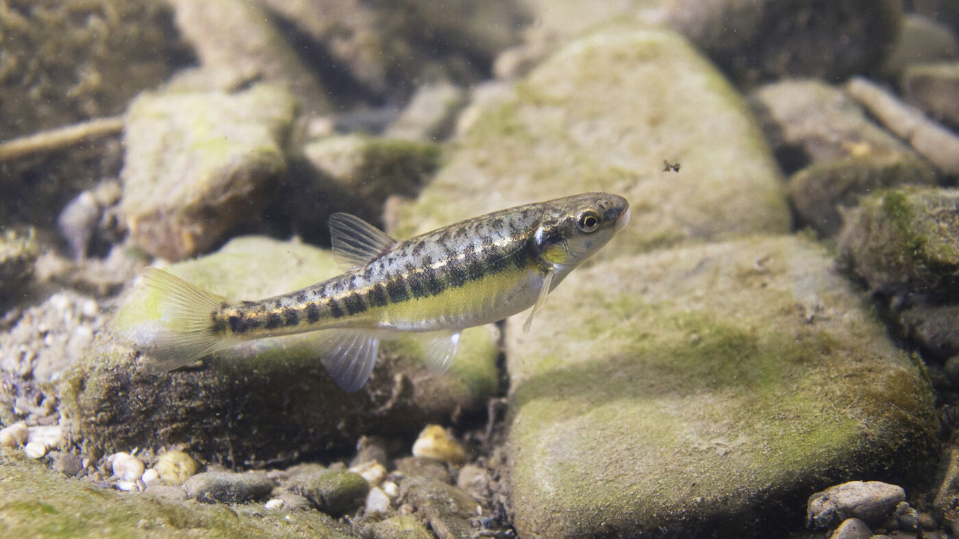 Underwater photography of Common minnow (phoxinus phoxinus) in a small creek