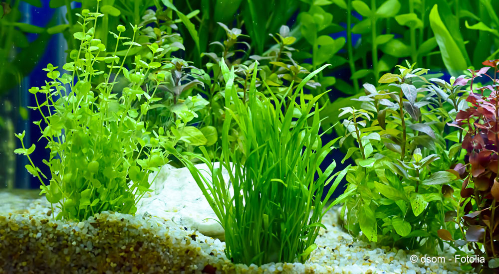 how to plant aquarium plants in gravel
