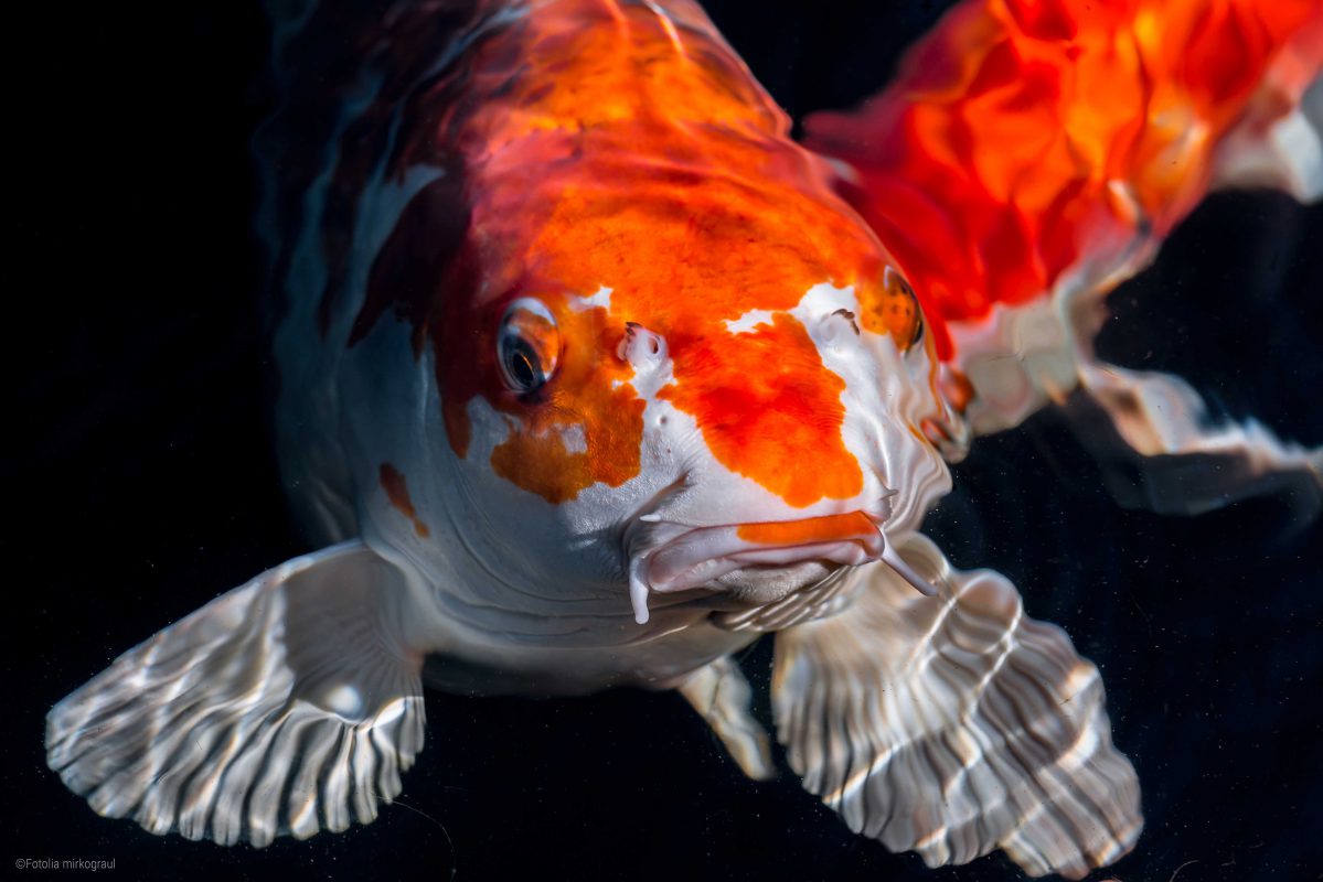 Αποτέλεσμα εικόνας για koi fish kohaku