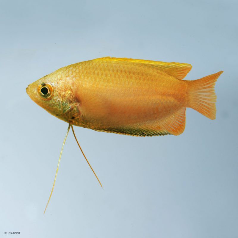 honey gourami fish