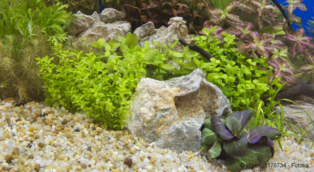 Uitgaan van trui voorzetsel Aquariumplanten | Tetra Advanced Fishkeeper Blog