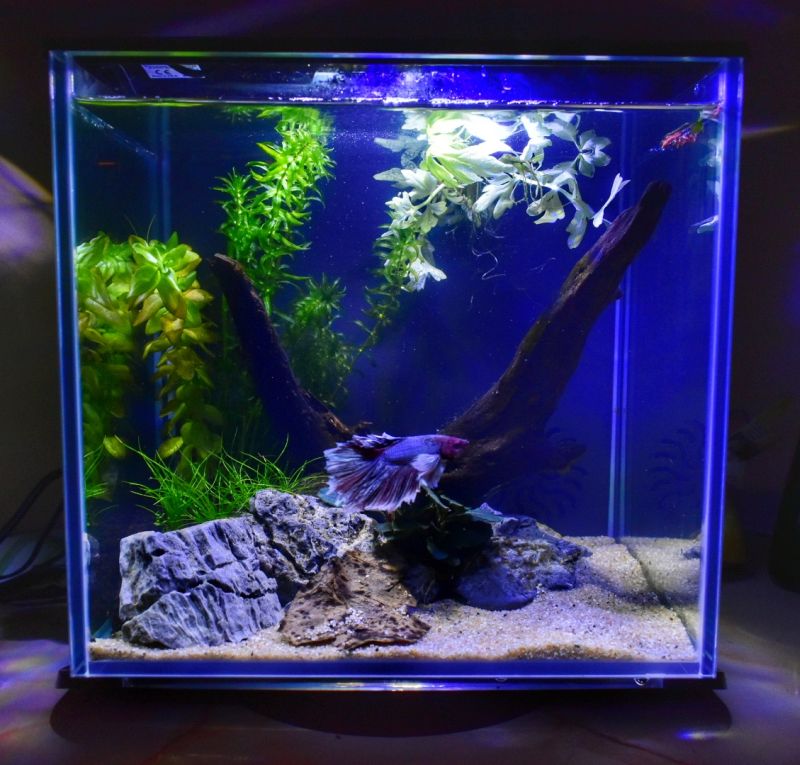 Tetra Silhouette – un acvariu perfect pentru începători