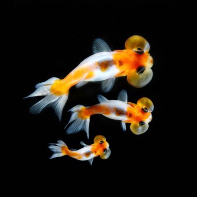 Bubble Eye Goldfish - Carasul cu ochi bulbucați