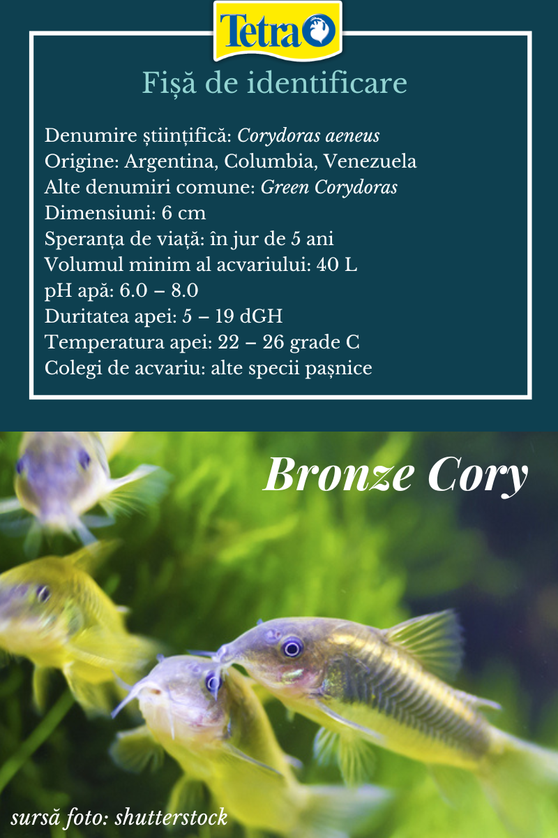 5 specii de Cory pentru acvariul tău Tetra Advanced Fishkeeper Blog