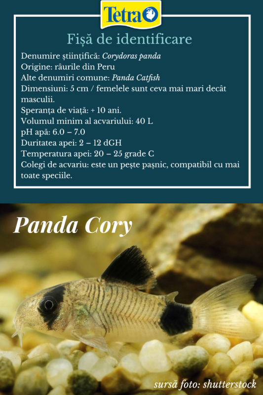 specii de cory