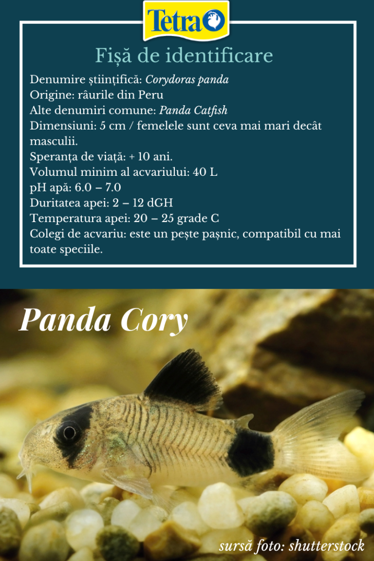 5 specii de Cory pentru acvariul tău Tetra Advanced Fishkeeper Blog