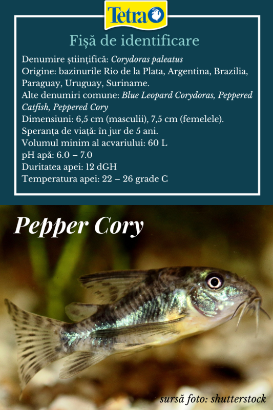 Specii de Cory Pepper Cory