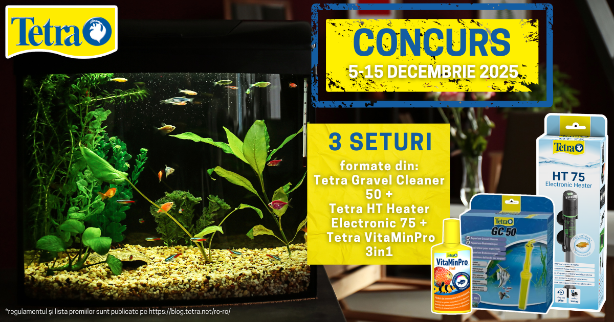 cocurs tetra