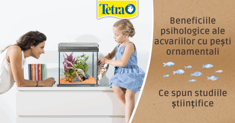 Beneficiile psihologice ale acvariilor cu pești ornamentali: ce spun studiile științifice