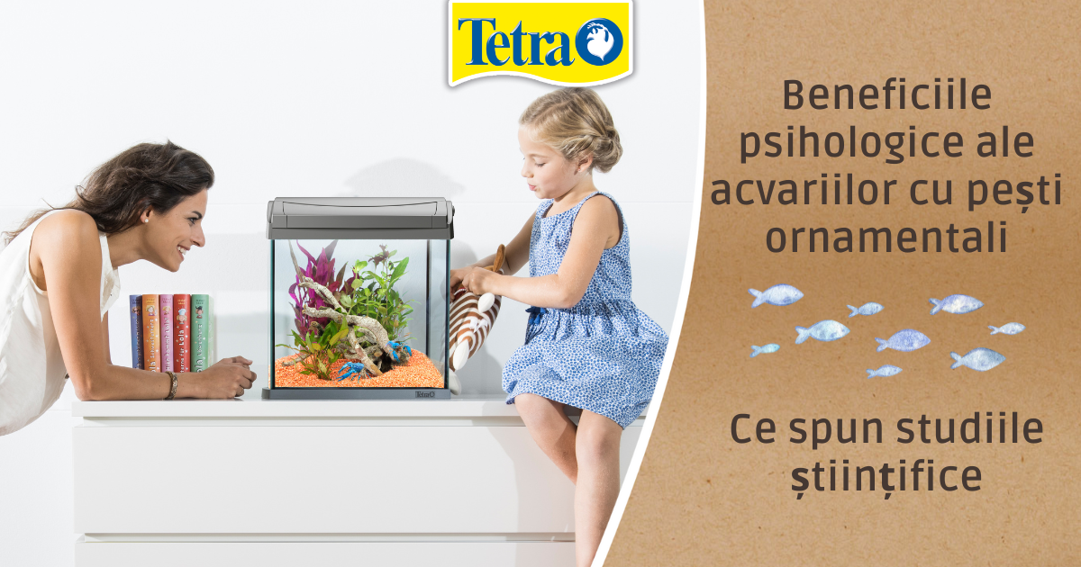 Beneficiile psihologice ale acvariilor cu pești ornamentali: ce spun studiile științifice