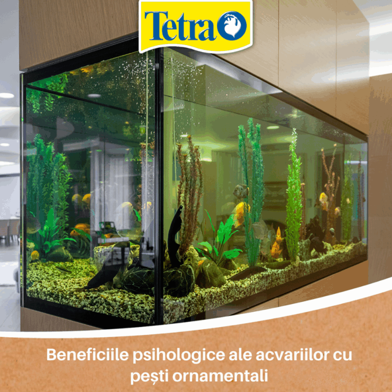 Beneficiile psihologice ale acvariilor cu pești ornamentali Beneficiile psihologice ale acvariilor cu pești ornamentali