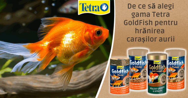 De ce să alegi gama Tetra GoldFish pentru hrănirea carașilor aurii