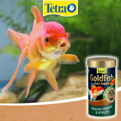 Tetra GoldFish Gold Growth Tetra GoldFish Gold Growth
