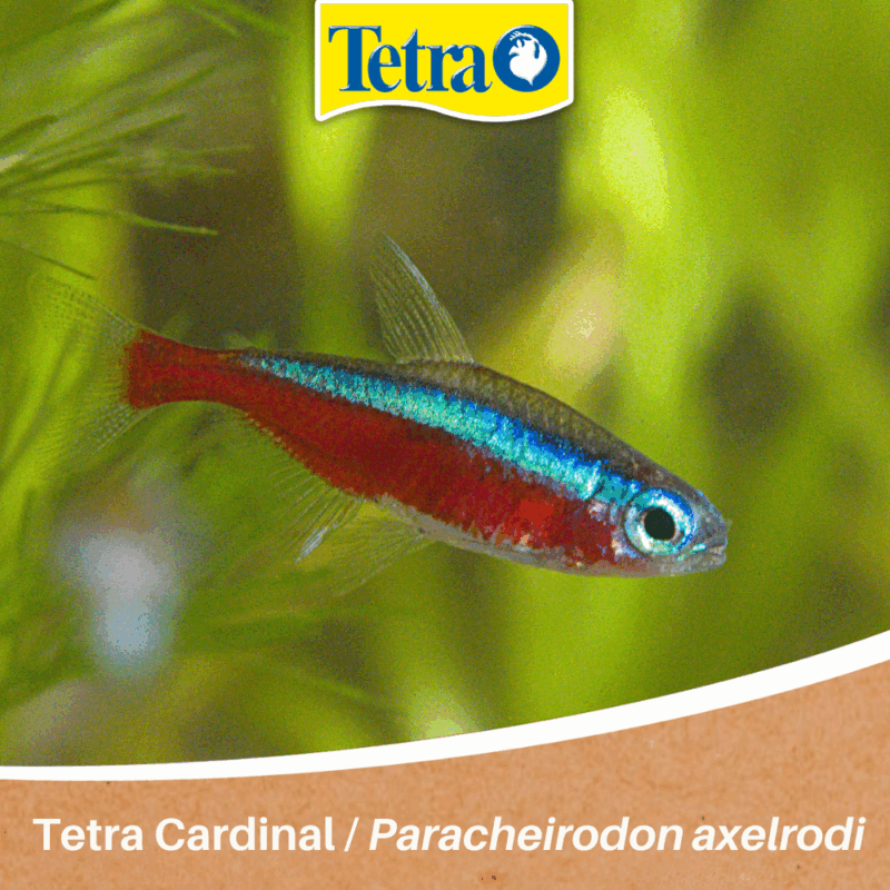 Tetra Cardinal Tetra Cardinal