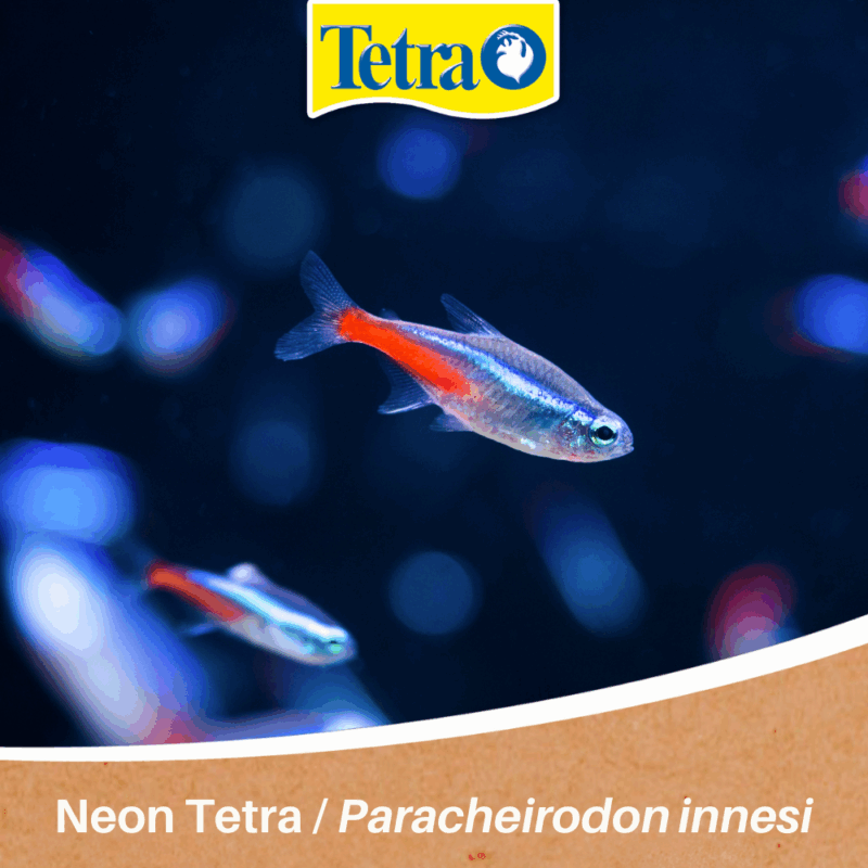 Tetra Neon Tetra Neon