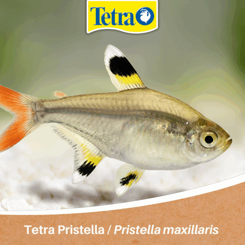 Tetra Pristella Tetra Pristella