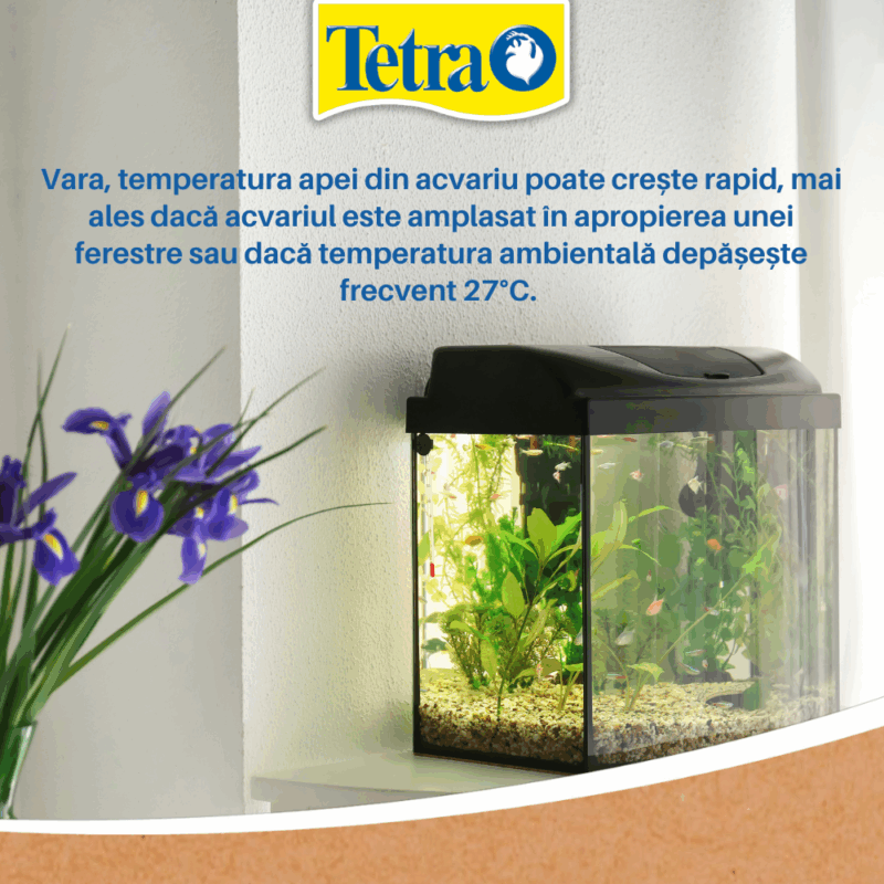 Îngrijirea acvariului vara