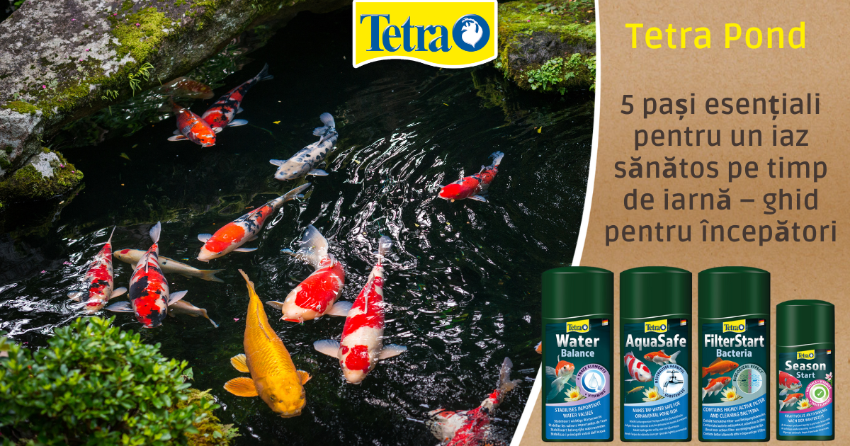 5 pași esențiali pentru un iaz sănătos pe timp de iarnă – ghid pentru începători