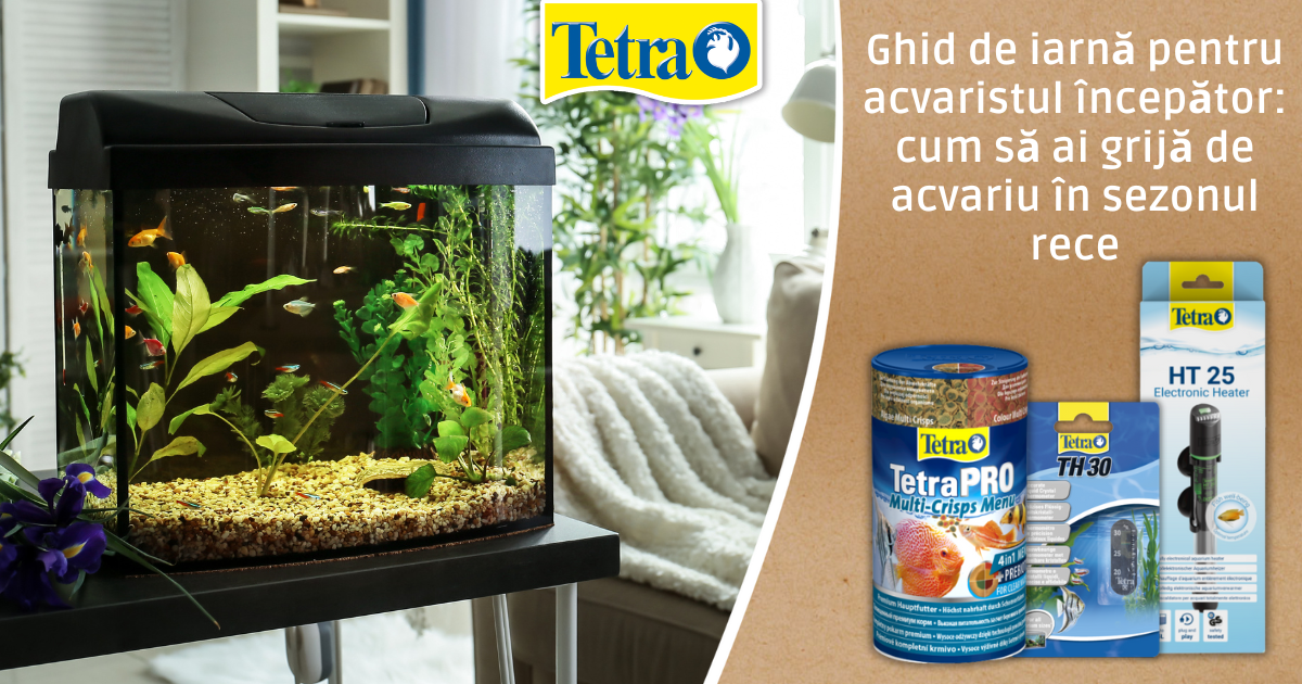 Ghid de iarnă pentru acvaristul începător: cum să ai grijă de acvariu în sezonul rece