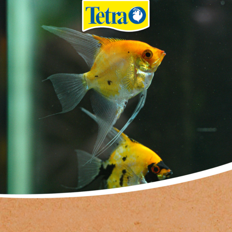 7 greșeli frecvente în îngrijirea acvariului iarna și cum le poți evita 