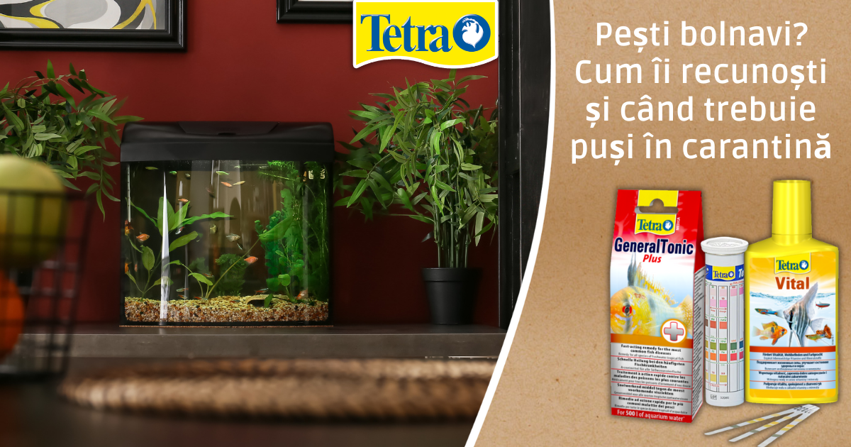 pesti bolnavi cum ii recunosti