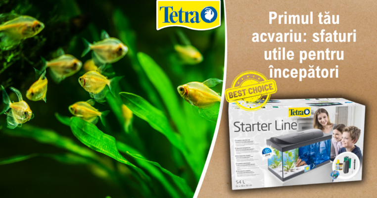 Primul tău acvariu sfaturi utile pentru începători