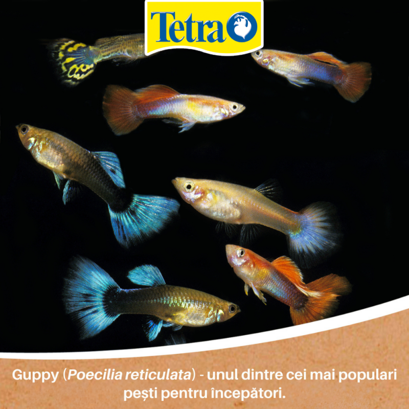 Guppy - potriviți pentru primul tău acvariu Guppy - potriviți pentru primul tău acvariu