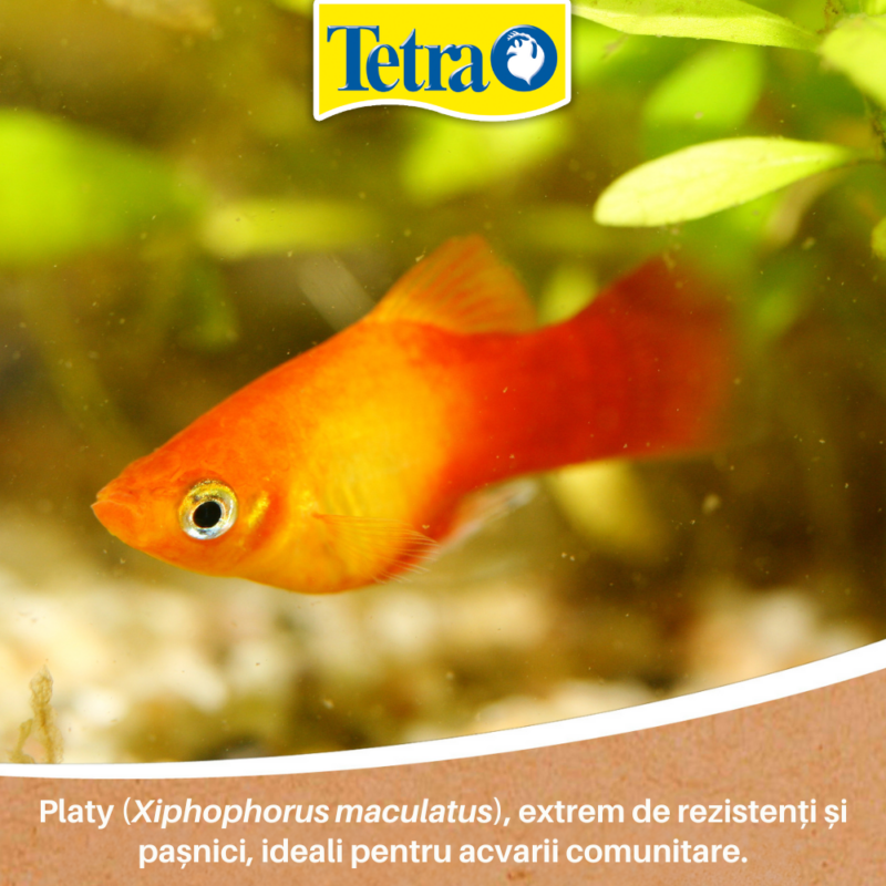 Platy - potriviți pentru primul tău acvariu Platy - potriviți pentru primul tău acvariu