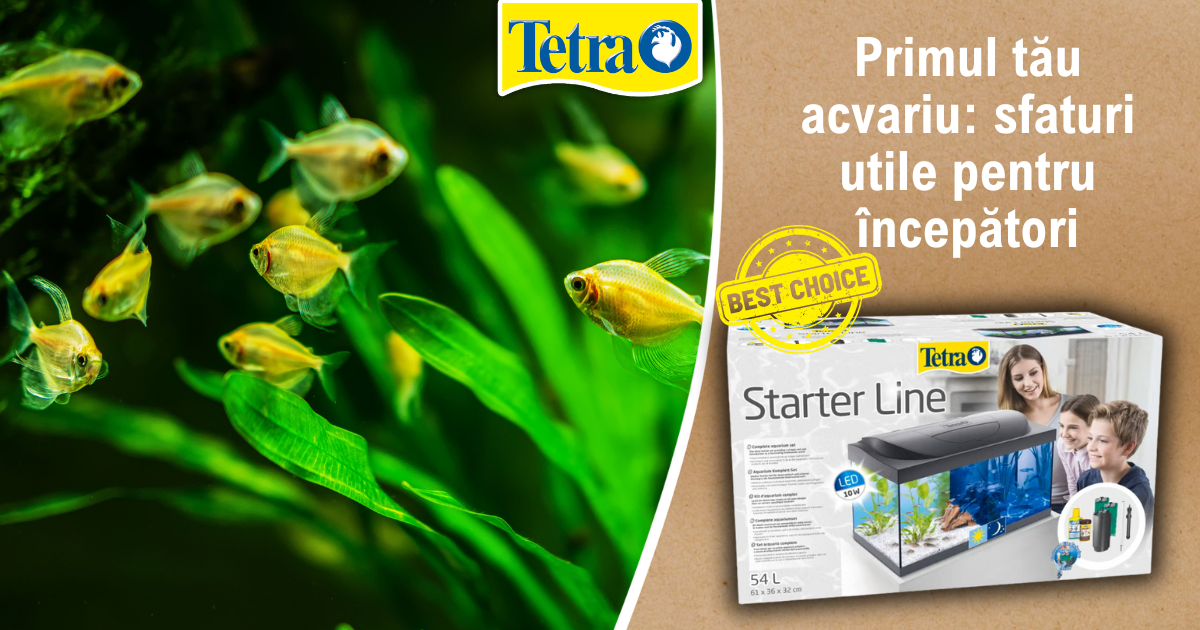 Primul tău acvariu sfaturi utile pentru începători