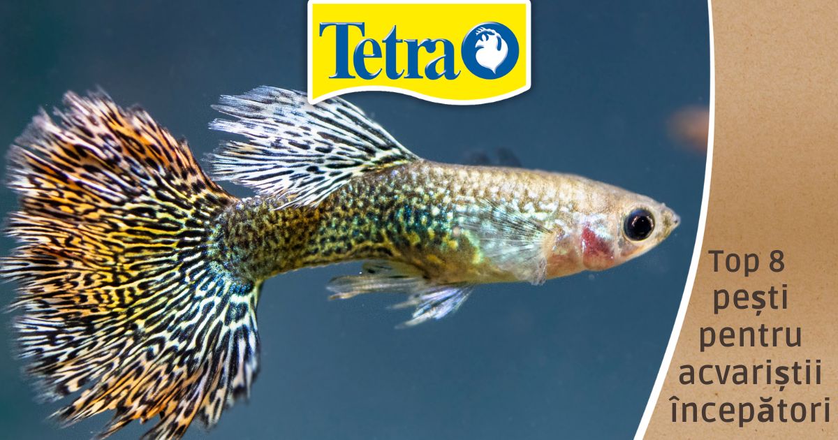 Top 8 pești pentru acvariștii începători