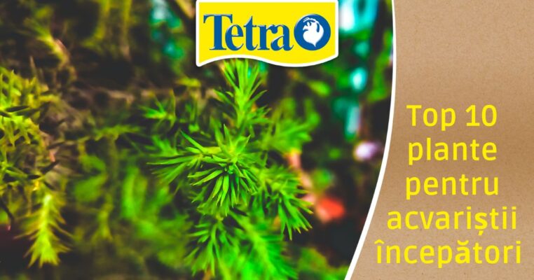 Top 10 plante pentru acvariștii începători