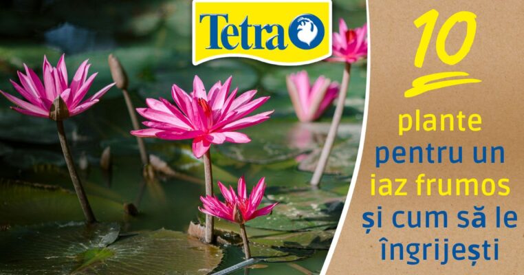 10 plante pentru un iaz frumos