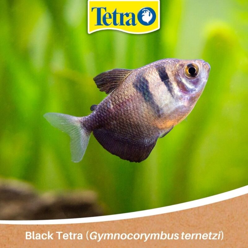 Black Tetra (Gymnocorymbus ternetzi) pești pentru acvariștii începători