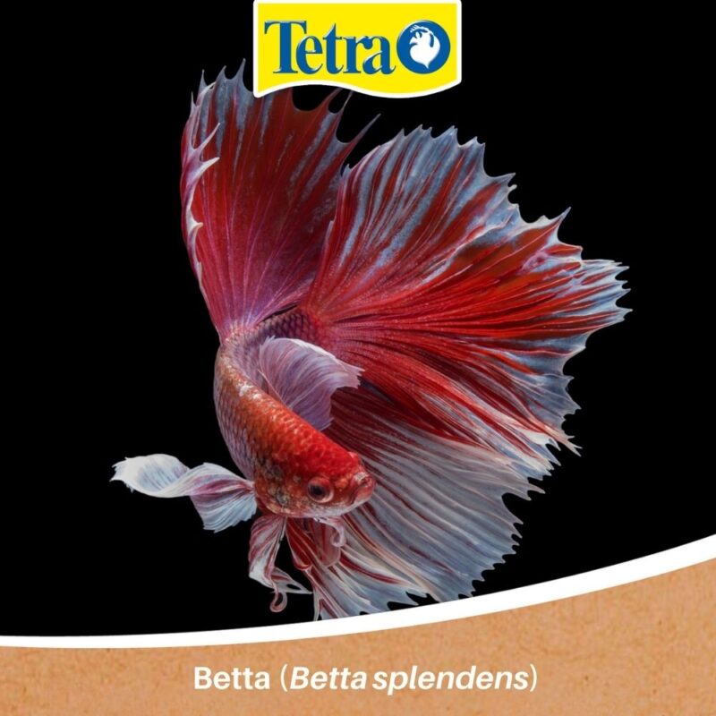 Betta (Betta splendens) pești pentru acvariștii începători