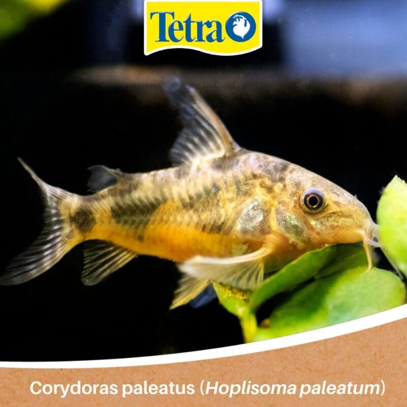Corydoras paleatus (Hoplisoma paleatum) pești pentru acvariștii începători