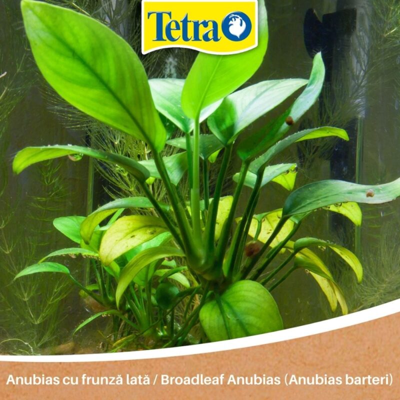Anubias cu frunză lată / Broadleaf Anubias (Anubias barteri) Anubias cu frunză lată / Broadleaf Anubias (Anubias barteri)